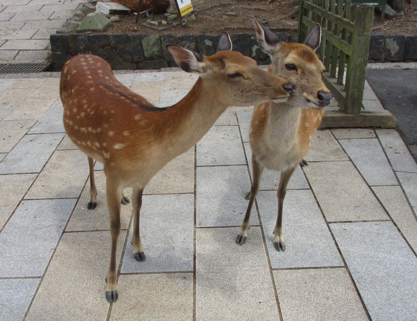 Nara: Giant Buddha, Free Deer in the Park (English Translation) - The Giant Buddha Statue