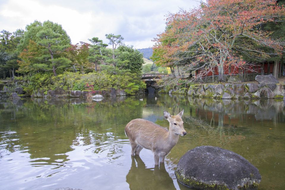 Nara Like a Local: Customized Guided Tour - Pricing and Booking