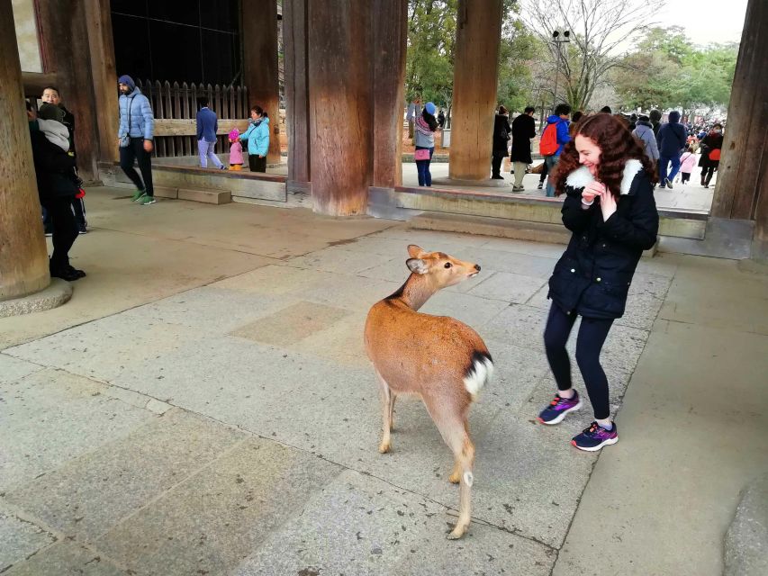 Nara: Nara Park Private Family Bike Tour With Lunch - Highlights