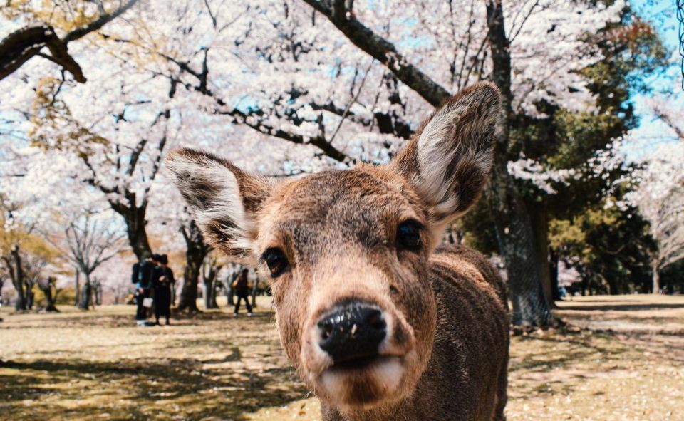 Nara: Private City Tour With A Local Guide - Todai-Ji Temple