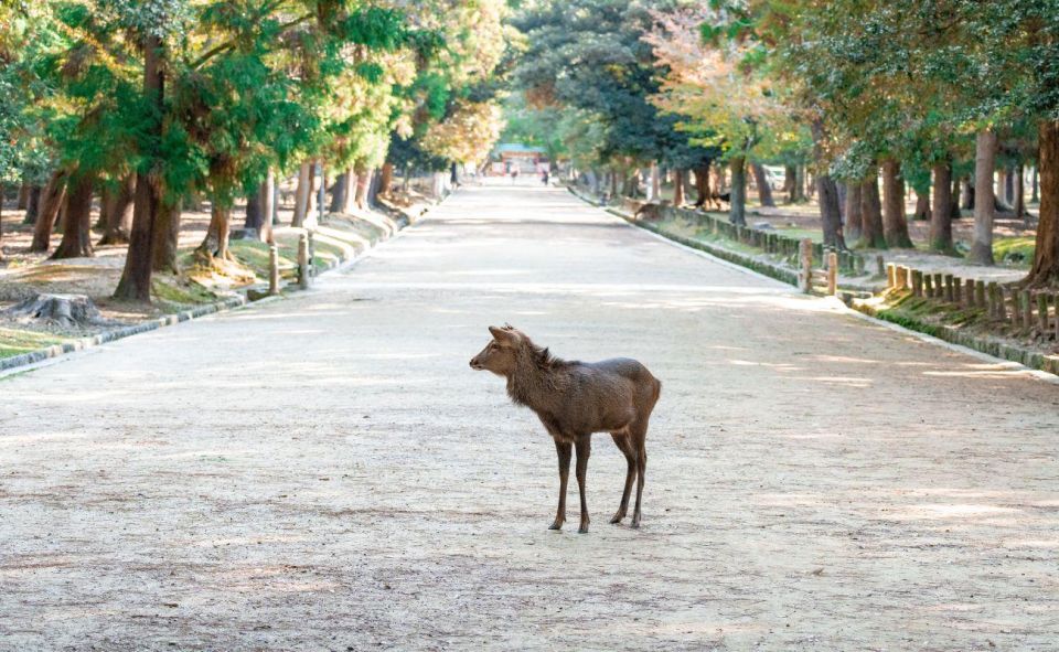 Nara: Private City Tour With A Local Guide - Kansai Region