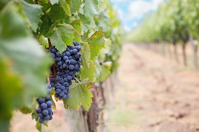 Naramata Wine Tour From Kelowna - 4 Wineries - Inclusions