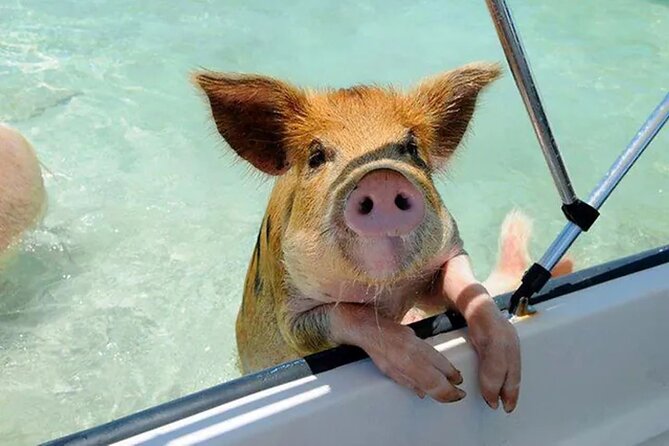 Nas: 3 Islands, Snorkeling, Pig Beach , Turtles & Lunch Boat Trip - Snorkeling Adventure