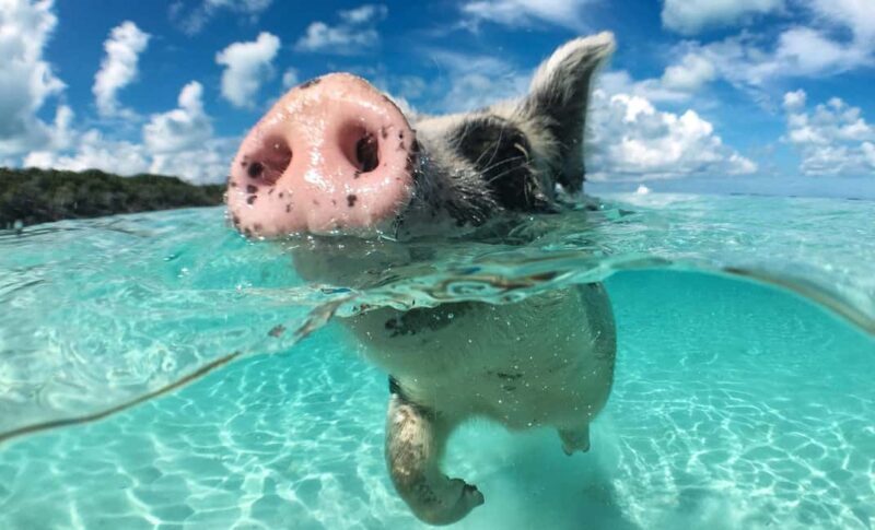 Nassau: 3-Island Snorkel Tour with Pigs, Beach Club, & Lunch - Key Points