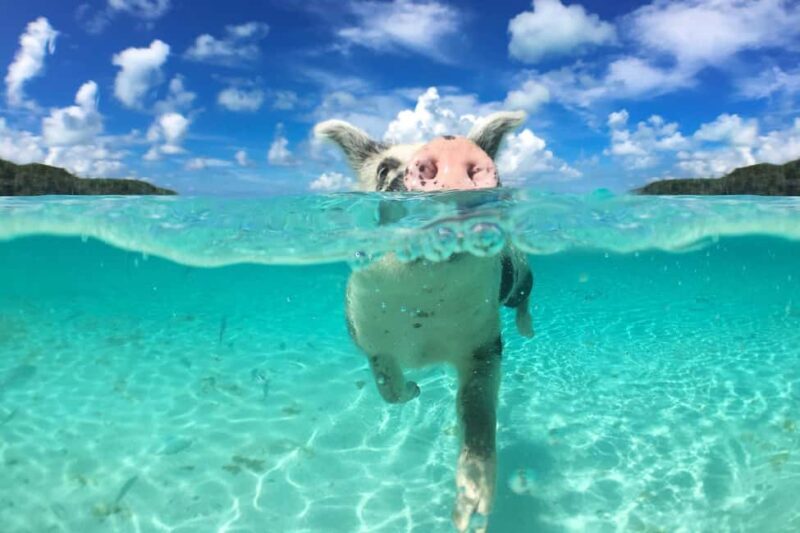 Nassau: 3-Island Snorkel Tour with Pigs, Beach Club, & Lunch - In-Depth Itinerary Breakdown
