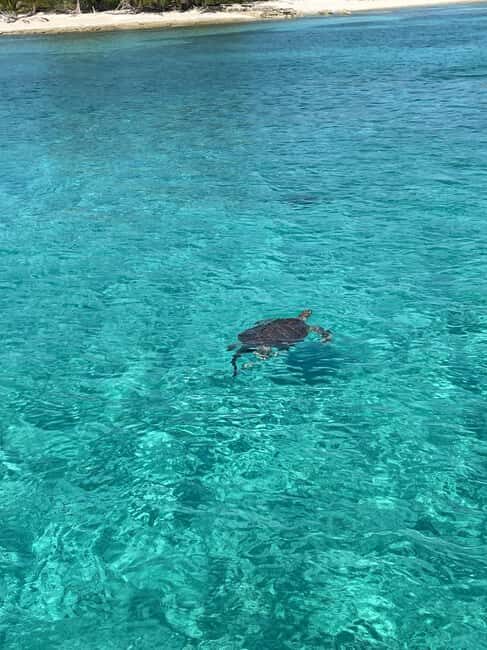 Nassau: 3 Islands Boat w/ Swimming Pigs, Snorkeling & Turtle - Price & Value