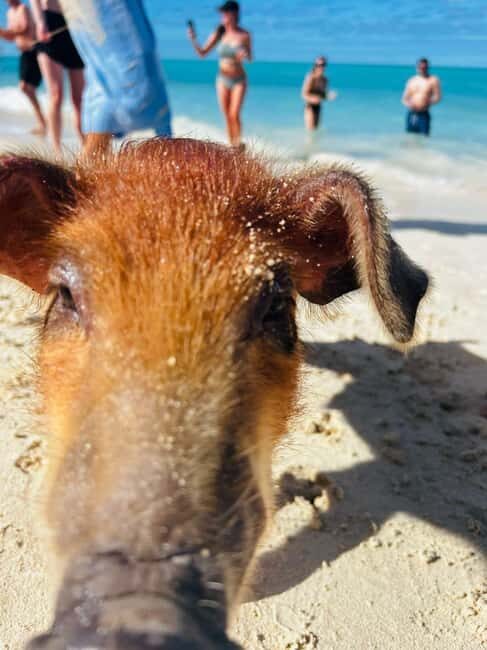 Nassau: 3 Islands Tour, Snorkel, Pig Beach, Turtles & Lunch - A Practical Look at the Tour Experience
