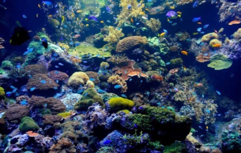 Nassau: Catamaran Sail and Snorkel Tour - An In-Depth Look at the Nassau Catamaran Sail and Snorkel Tour