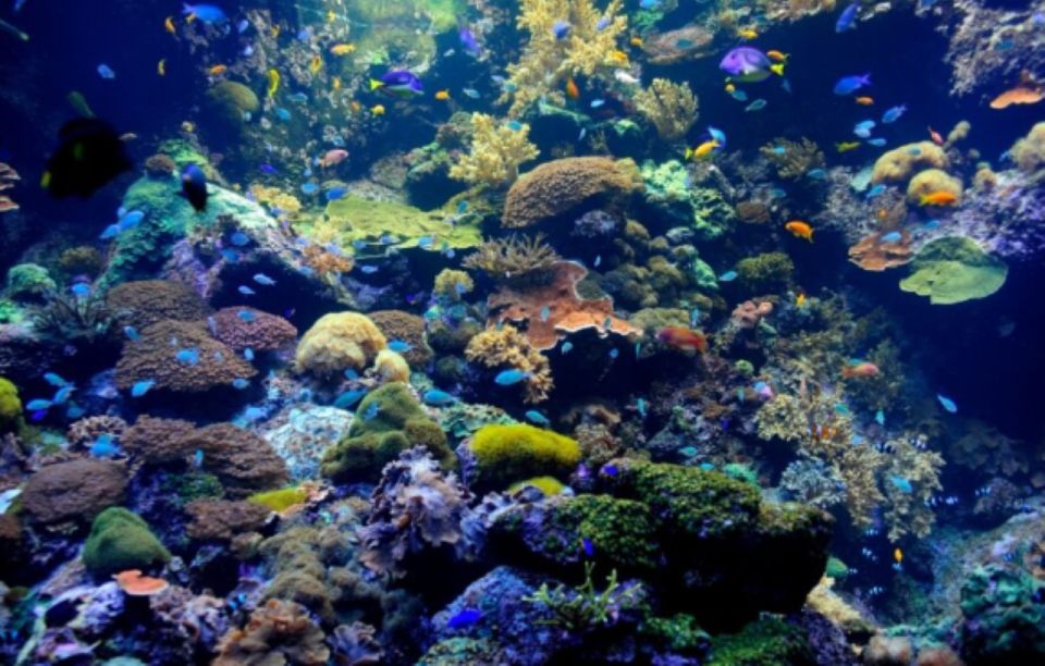 Nassau: Catamaran Sail and Snorkel Tour - Safety and Policies