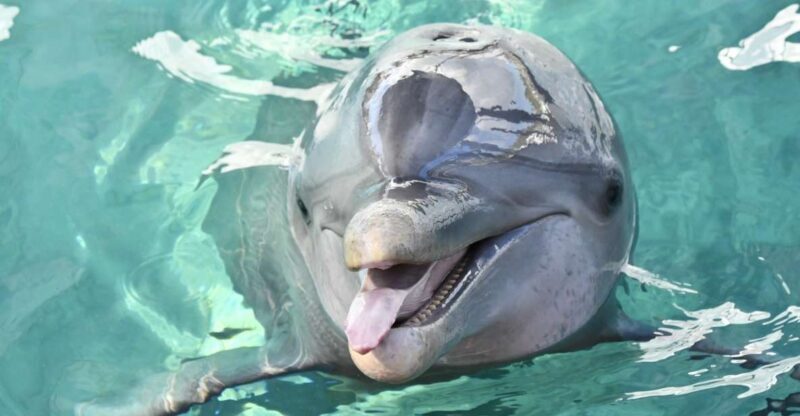 Nassau: Half-Day Guided Cay Cruise, Sea Life Watch & Snorkel - An Authentic Bahamas Escape in Just Three Hours