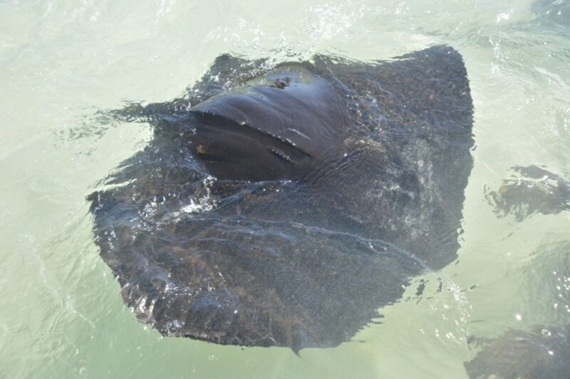 Nassau: Half-Day Guided Cay Cruise, Sea Life Watch & Snorkel - The Sum Up