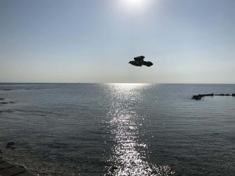 Nassau: Half-Day Guided Tour with Pickup - Who Will Enjoy This Tour?