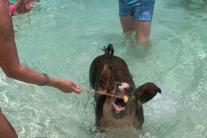 Nassau: Half Day Reef Snorkeling, Turtles & Swimming Pigs - Key Points