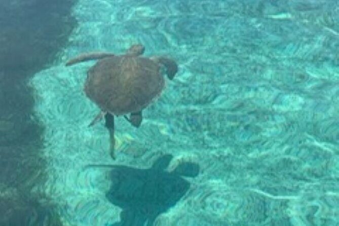 Nassau: Half Day Reef Snorkeling, Turtles & Swimming Pigs - FAQ