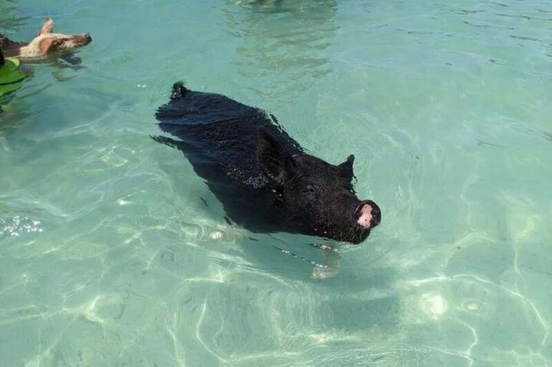 Nassau: Private Swim with Pigs and Snorkeling Adventure - Who Should Consider This Tour?