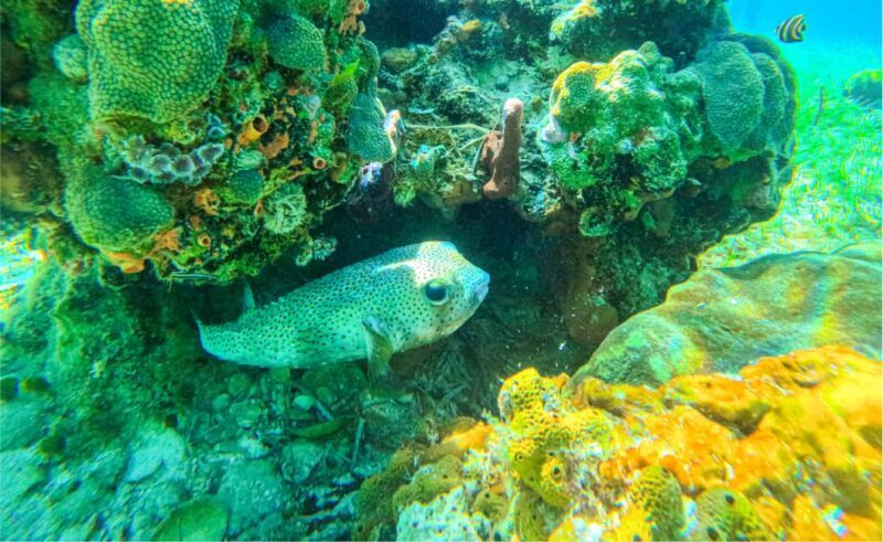 Nassau: Reef Glass Bottom & Snorkel Tour - FAQ