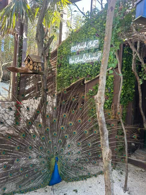 Nassau: Reef Snorkeling, Turtles, Lunch & Private Beach Club - FAQ