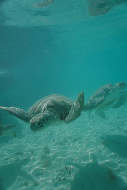 Nassau: Reef Snorkeling, Turtles, Lunch & Private Beach Club - Visiting 007s Private Beach Club
