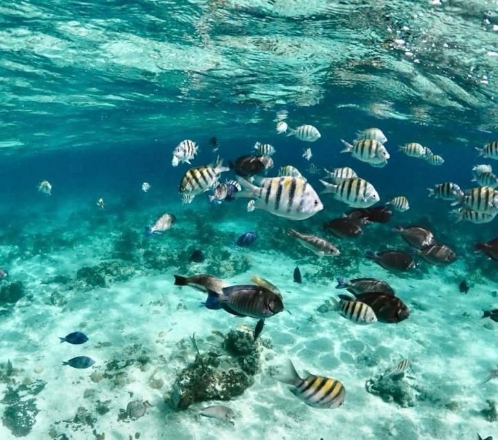 Nassau: Reef Snorkeling, Turtles, Lunch & Private Beach Club - Duration and Cancellation Policy