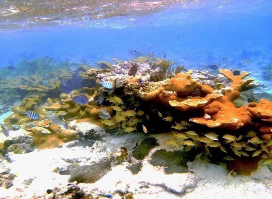 Nassau: Reef Snorkeling, Turtles, Lunch & Private Beach Club - Frequently Asked Questions