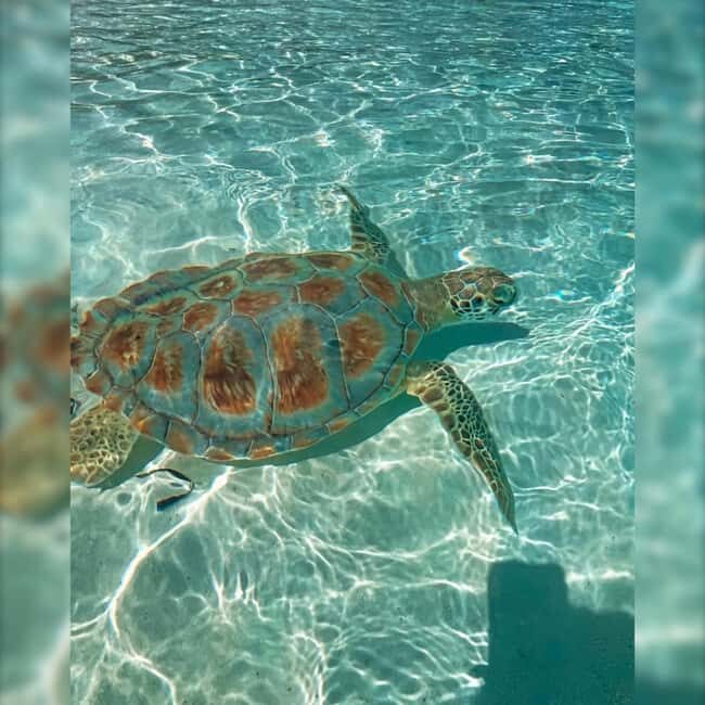 Nassau: Rose 3-Island Tour with Snorkeling and Lunch - FAQs