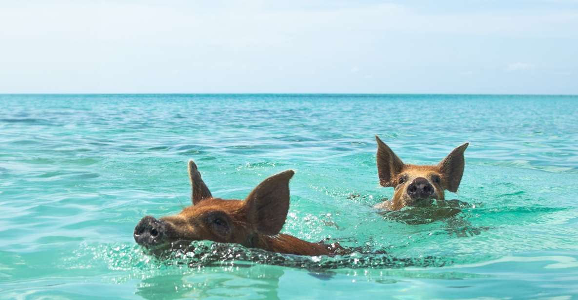 Nassau: Rose Island Swimming Pigs Morning Tour - Pickup and Drop-off Locations