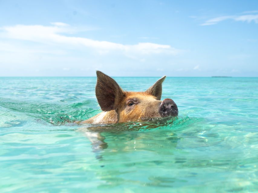 Nassau: Rose Island Swimming Pigs Morning Tour - Tour Itinerary