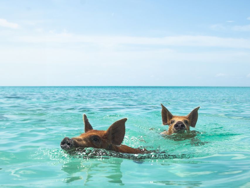 Nassau: Rose Island Swimming Pigs Morning Tour - Inclusions and Exclusions