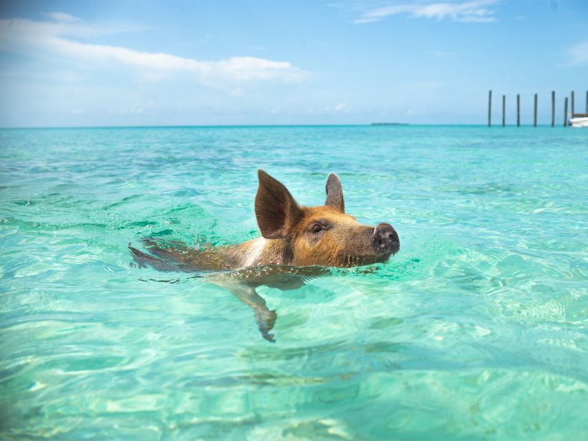 Nassau: Rose Island Swimming Pigs Morning Tour - Getting There
