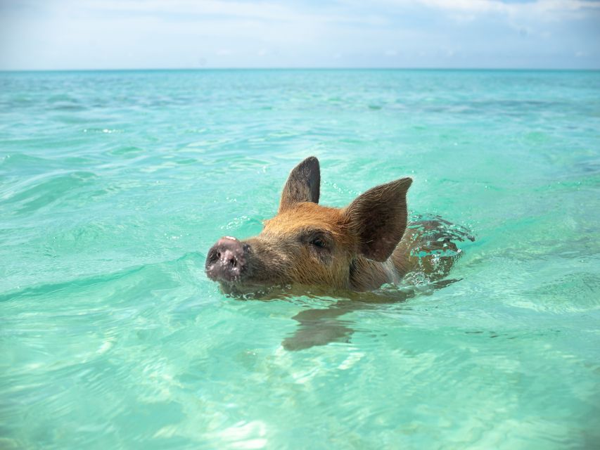 Nassau: Rose Island Swimming Pigs Morning Tour - What to Expect