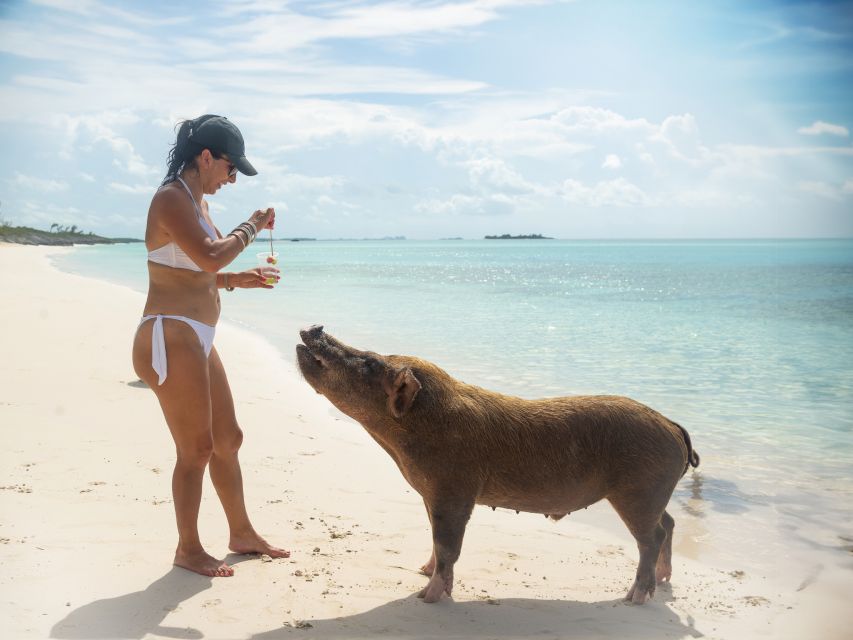 Nassau: Rose Island Swimming Pigs Morning Tour - Frequently Asked Questions