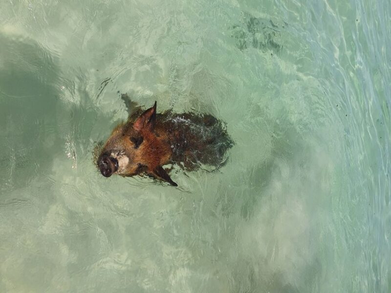 Nassau: Rose Island Swimming Pigs & Turtles Snorkeling Tour - Snorkeling & Marine Life