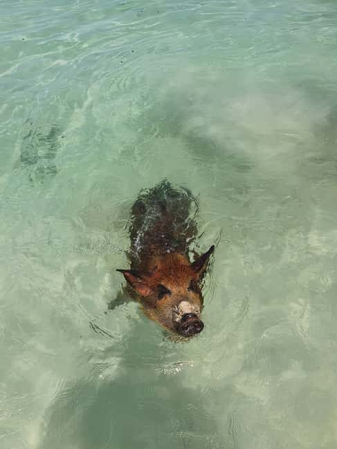 Nassau: Rose Island Swimming Pigs & Turtles Snorkeling Tour - Return & Overall Experience