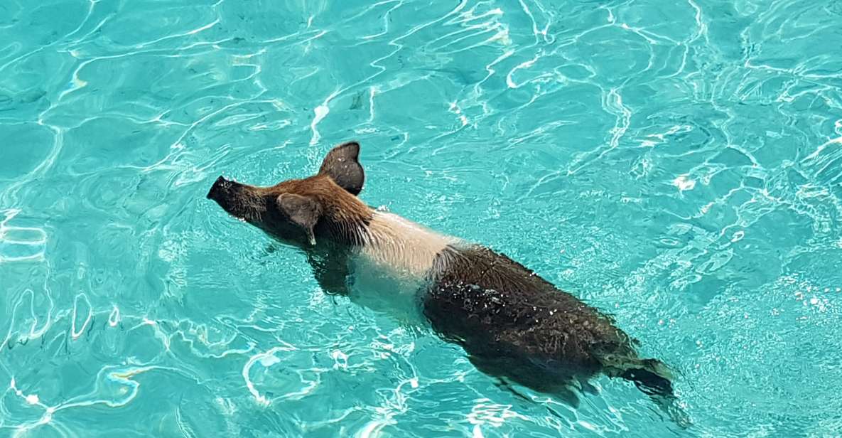 Nassau: Rose Island Swimming Pigs & Turtles Snorkeling Tour - Snorkeling Experiences