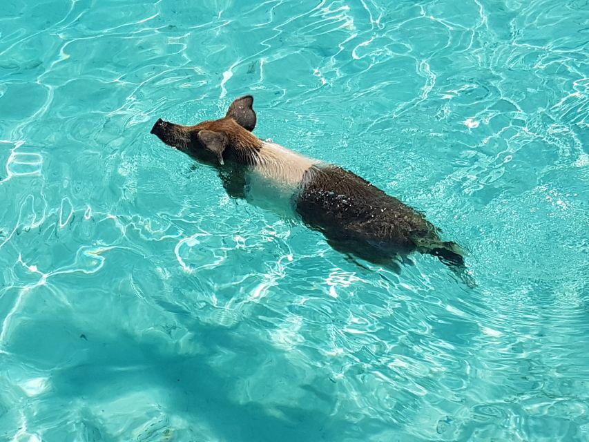 Nassau: Rose Island Swimming Pigs & Turtles Snorkeling Tour - Island Visits