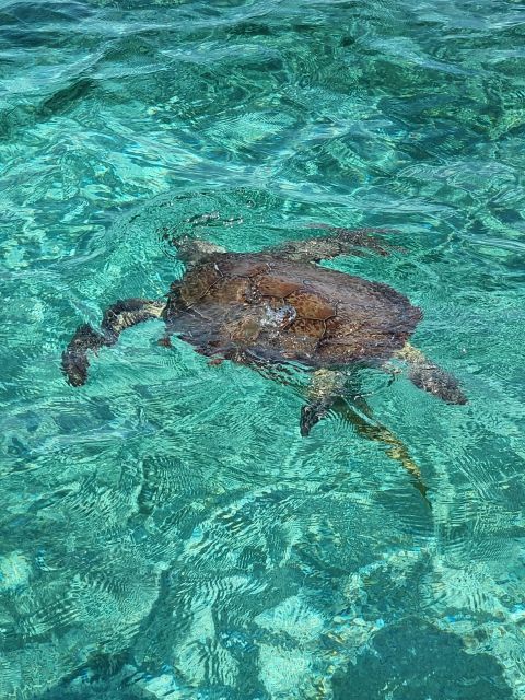 Nassau: Rose Island Swimming Pigs & Turtles Snorkeling Tour - Meeting Point and Directions