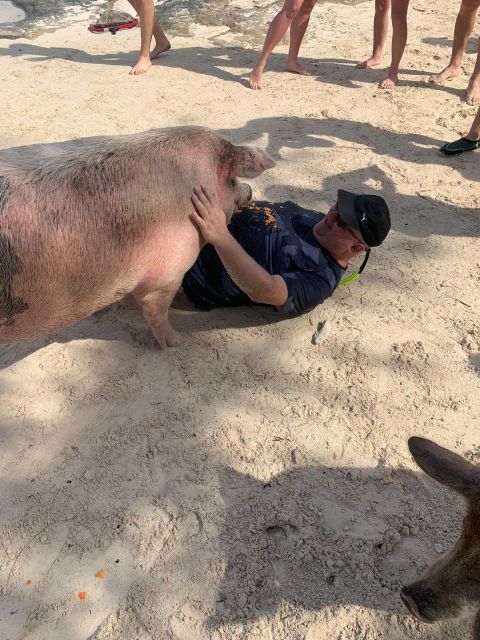 Nassau: Self-Drive Speedboat Ride and Pig Swimming Encounter - Frequently Asked Questions