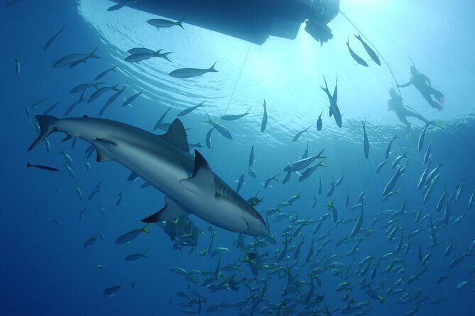 Nassau Shore Excursion: Bahamas Snorkel Adventure - Frequently Asked Questions