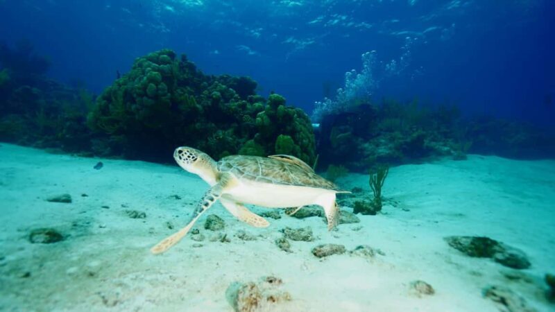 Nassau: Snorkeling, Pig Beach, Swim with Turtles, and Lunch - FAQ