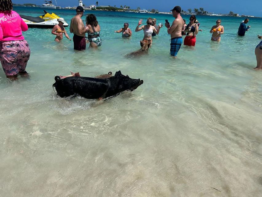 Nassau: Snorkeling, Pig Beach, Swim With Turtles, and Lunch - Key Points