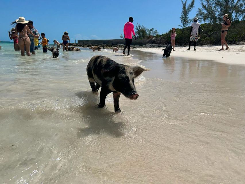 Nassau: Snorkeling, Pig Beach, Swim With Turtles, and Lunch - Visiting Pig Beach