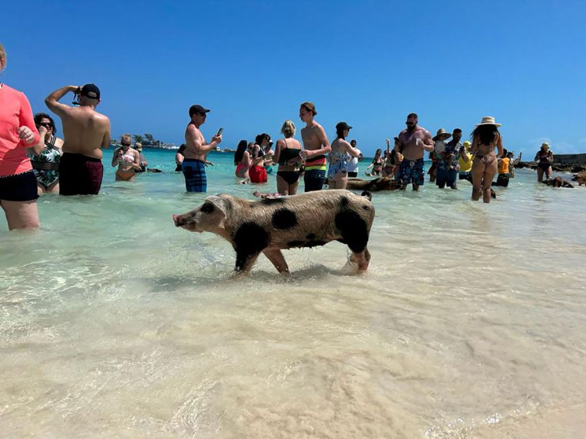 Nassau: Snorkeling, Pig Beach, Swim With Turtles, and Lunch - Important Considerations