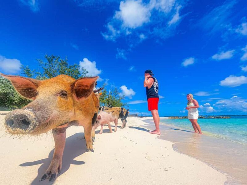 Nassau: Sun Cay and Swimming Pigs Boat Trip with Lunch - Who Would Enjoy This Trip?