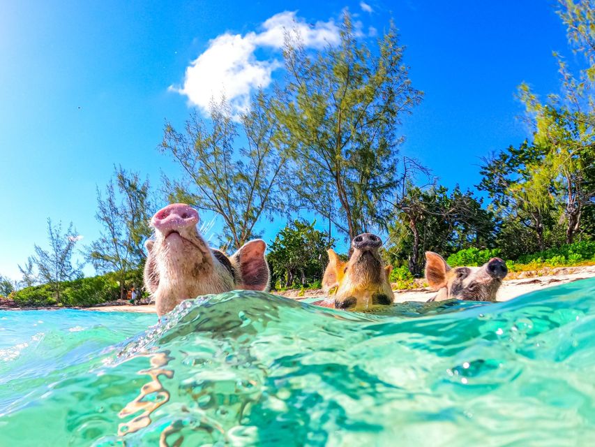 Nassau: Sun Cay and Swimming Pigs Boat Trip With Lunch - Highlights