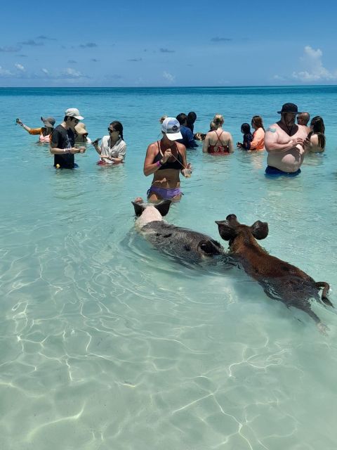 Nassau: Swim With Sharks, Swimming Pigs Tour - Nassau Photo Stop