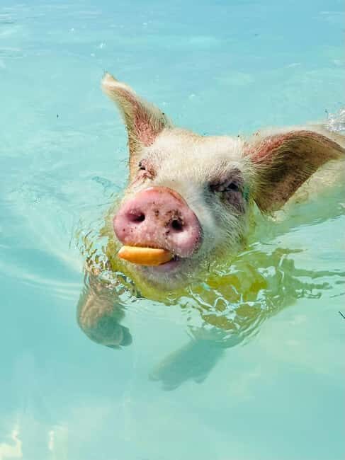 Nassau: Swimming Pigs and Private Beach Club Trip with Lunch - Practical Details and Tips