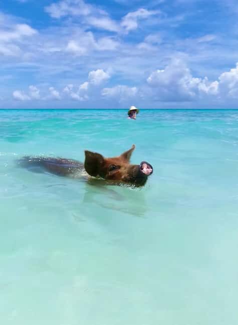 Nassau: Swimming Pigs and Private Beach Club Trip with Lunch - FAQ