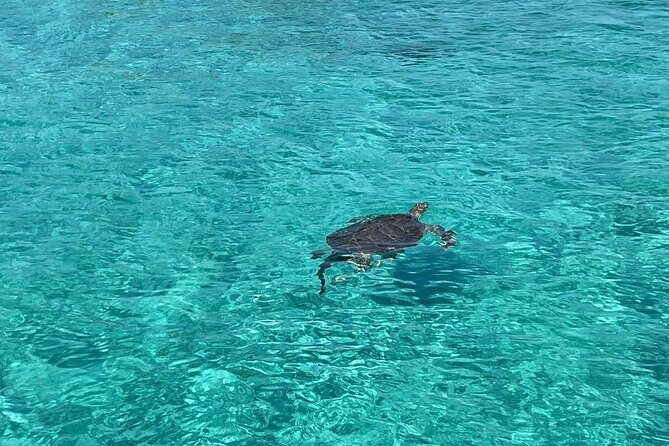 Nassau: Swimming Pigs And Snorkel With Turtles - Key Points