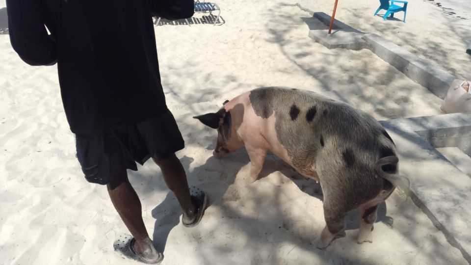 Nassau: Swimming Pigs Private Boat Tour - Up to 7 Persons - Meeting Point and Directions