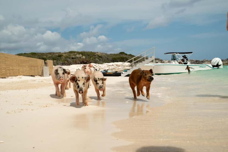 Nassau: Swimming Pigs, Snorkeling, Lunch, & Beach Boat Tour - The Transportation & Duration
